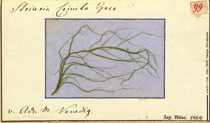 Striaria attenuata 99.jpg